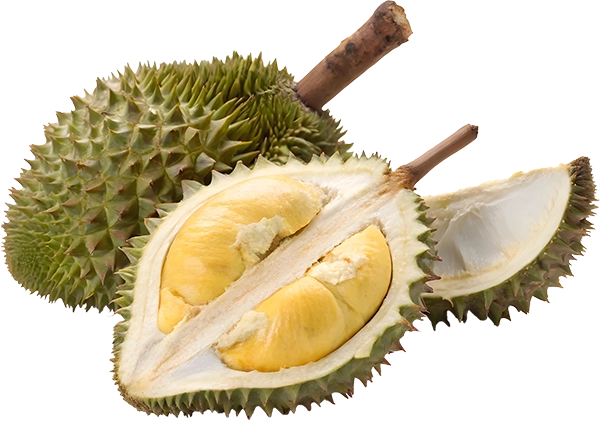 Scenic view of a lush durian orchard in Penang with trees laden with fruit